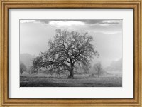 Framed Coastal Oak Series No. 41