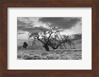 Framed Coastal Oak Series No. 46