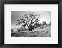 Framed Coastal Oak Series No. 47