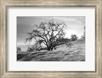 Framed Coastal Oak Series No. 47