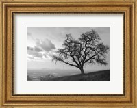 Framed Coastal Oak Series No. 48