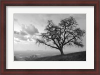 Framed Coastal Oak Series No. 48