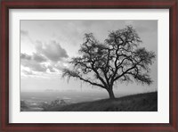 Framed Coastal Oak Series No. 48