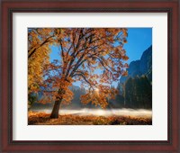 Framed Autumn Oak Sunrise & Fog