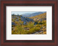 Framed Desert Ocotillo Landscape