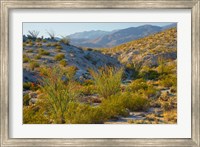Framed Desert Ocotillo Landscape