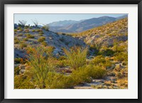 Framed Desert Ocotillo Landscape