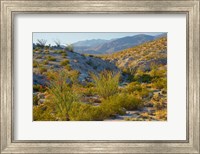 Framed Desert Ocotillo Landscape