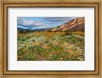 Framed Desert Wildflowers in Henderson Canyon