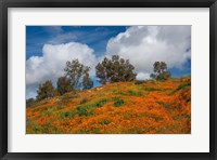 Framed Poppies, Trees & Clouds