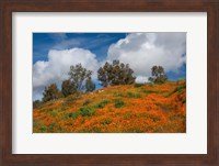 Framed Poppies, Trees & Clouds