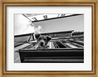 Framed Dog on Balcony