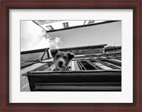 Framed Dog on Balcony