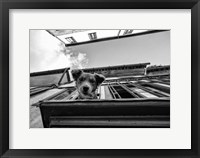 Framed Dog on Balcony