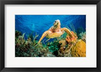 Framed Hawksbill Turtle Wwimming through Caribbean Reef