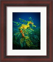 Framed Leafy Sea Dragon Male with Eggs