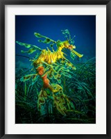 Framed Leafy Sea Dragon Male with Eggs