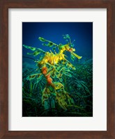 Framed Leafy Sea Dragon Male with Eggs