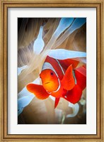 Framed Clownfish Defends his White Anemone