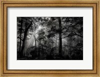 Framed Primary Forest