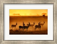 Framed Golden Light