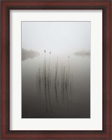 Framed Reeds in the Mist