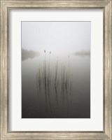 Framed Reeds in the Mist