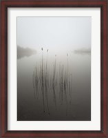 Framed Reeds in the Mist