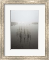 Framed Reeds in the Mist