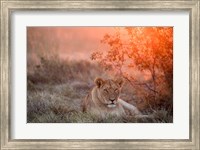 Framed Sunset Lioness