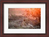 Framed Sunset Lioness
