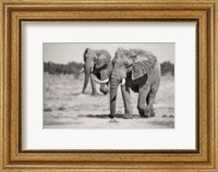 Framed Twin Elephants