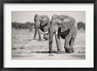 Framed Twin Elephants