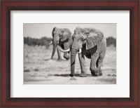 Framed Twin Elephants