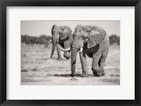 Framed Twin Elephants