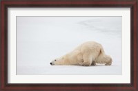 Framed Sliding Bear