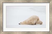 Framed Sliding Bear