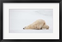 Framed Sliding Bear