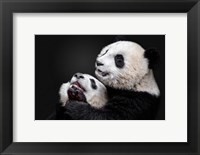 Framed Pandas