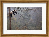 Framed Lazy Panda