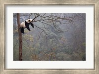 Framed Lazy Panda