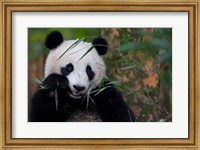Framed Bamboo Time