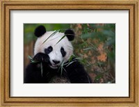 Framed Bamboo Time