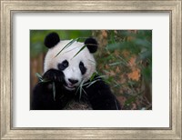 Framed Bamboo Time