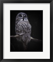 Framed Owl