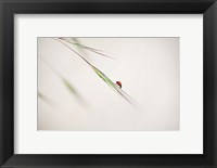 Framed Ladybug