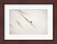 Framed Ladybug