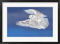 Framed Flight of the Snowy Owl