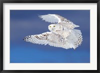 Framed Flight of the Snowy Owl