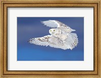 Framed Flight of the Snowy Owl